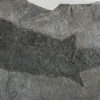 Devonian Fish - Cheirolepis trailli - Image 2