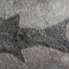 Devonian Fish - Cheirolepis trailli - Image 3