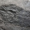 Devonian Fish - Cheirolepis trailli - Image 4