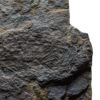 Silurian Fish - Birkenia elegans - Image 2