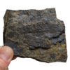 Silurian Fish - Birkenia elegans - Image 5