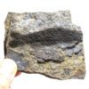 Silurian Fish - Birkenia elegans - Image 3