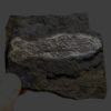 Silurian Fish - Birkenia elegans - Image 4