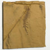 Upper Cambrian Softbodied Arthropod &#8211; Falcatamacaris, The Natural Canvas