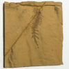 Upper Cambrian Softbodied Arthropod - Falcatamacaris - Image 2