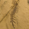 Upper Cambrian Softbodied Arthropod &#8211; Falcatamacaris, The Natural Canvas