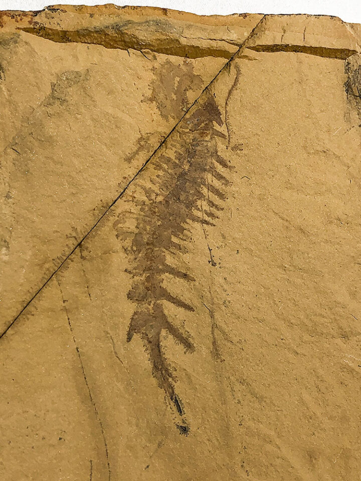 Upper Cambrian Softbodied Arthropod - Falcatamacaris