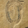 Upper Cambrian Softbodied Arthropod &#8211; Chelonellionidae, The Natural Canvas