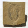 Upper Cambrian Softbodied Arthropod &#8211; Chelonellionidae, The Natural Canvas