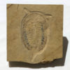 Upper Cambrian Softbodied Arthropod - Chelonellionidae - Image 3