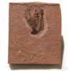 Upper Cambrian Softbodied Arthropod - Image 2