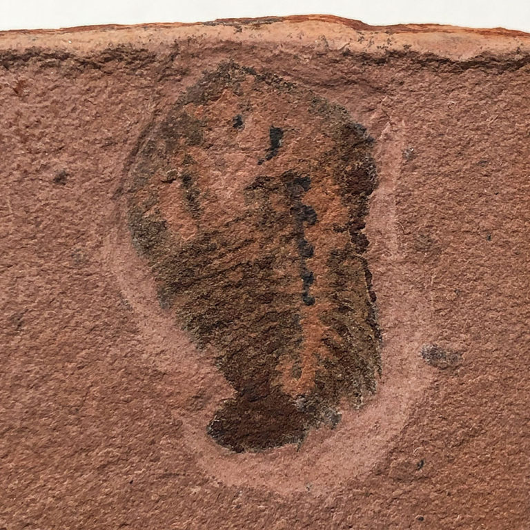Upper Cambrian Softbodied Arthropod
