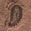 Upper Cambrian Softbodied. Arthropod - Image 2