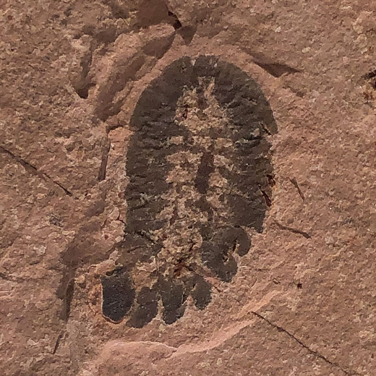 Upper Cambrian Softbodied. Arthropod