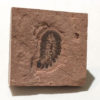 Upper Cambrian Softbodied. Arthropod - Image 3
