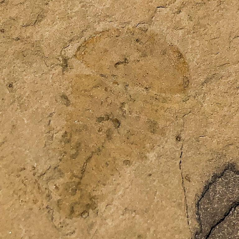 Upper Cambrian Softbodied Arthropod &#8211; Notchia weugi, The Natural Canvas