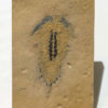 Upper Cambrian Softbodied Arthropod &#8211; Aglaspidae, The Natural Canvas