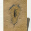 Upper Cambrian Softbodied Arthropod - Aglaspidae - Image 3