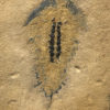 Upper Cambrian Softbodied Arthropod &#8211; Aglaspidae, The Natural Canvas