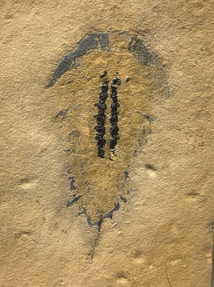 Upper Cambrian Softbodied Arthropod - Aglaspidae