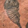 Enormous Upper Cambrian Arthropod &#8211; Beckwithia typa, The Natural Canvas