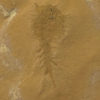 Bizarre Upper Cambrian Arthropod, The Natural Canvas