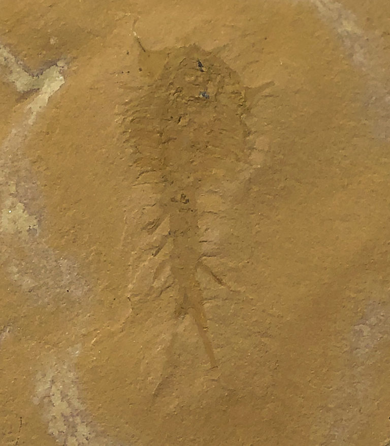 Bizarre Upper Cambrian Arthropod, The Natural Canvas