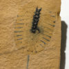 Rare Upper Cambrian Arthropod, The Natural Canvas