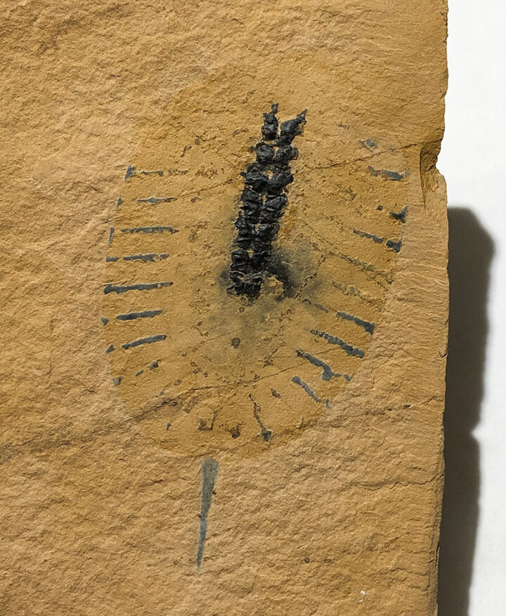 Rare Upper Cambrian Arthropod