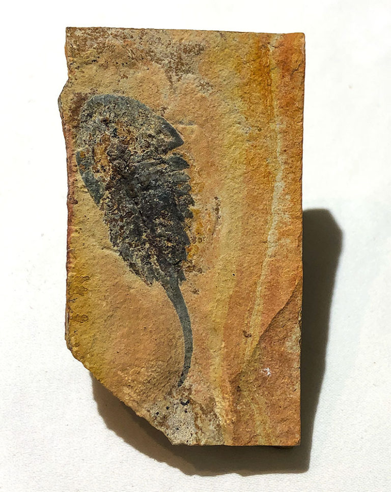 Upper Cambrian Aglaspidid Arthropod, The Natural Canvas