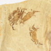 Collector-Grade Miocene Crabs from California, The Natural Canvas