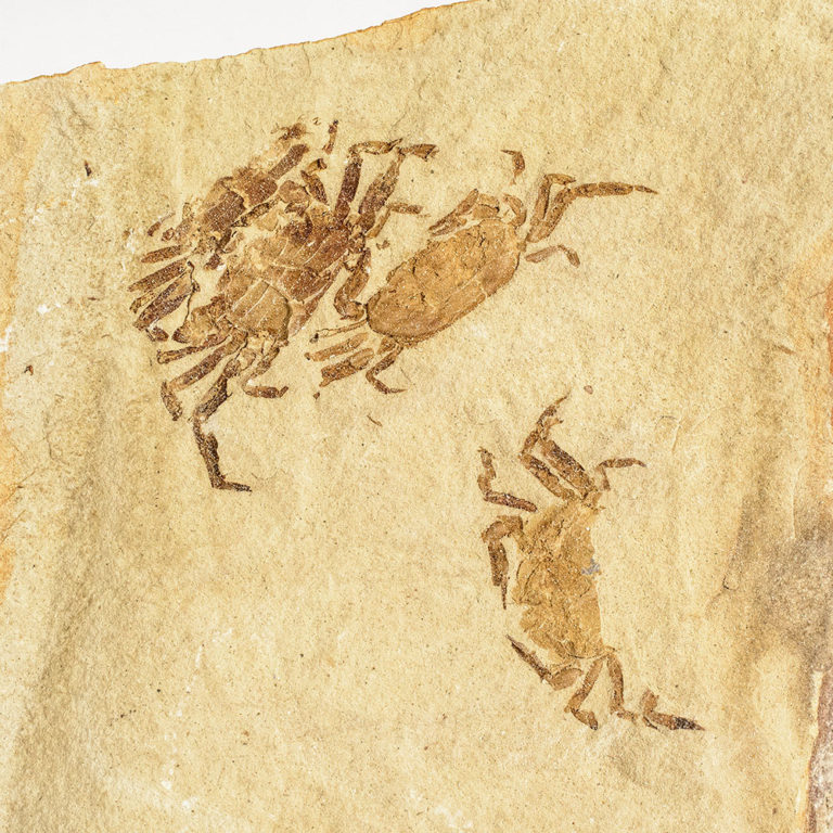 Collector-Grade Miocene Crabs from California, The Natural Canvas