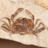 Nearly Perfect Crab from California - Image 3