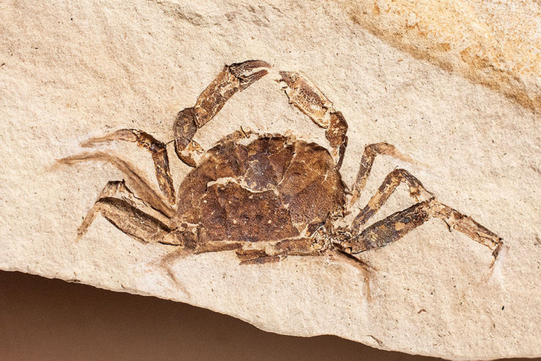 Nearly Perfect Crab from California