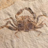 High Quality Crab from California - Image 2