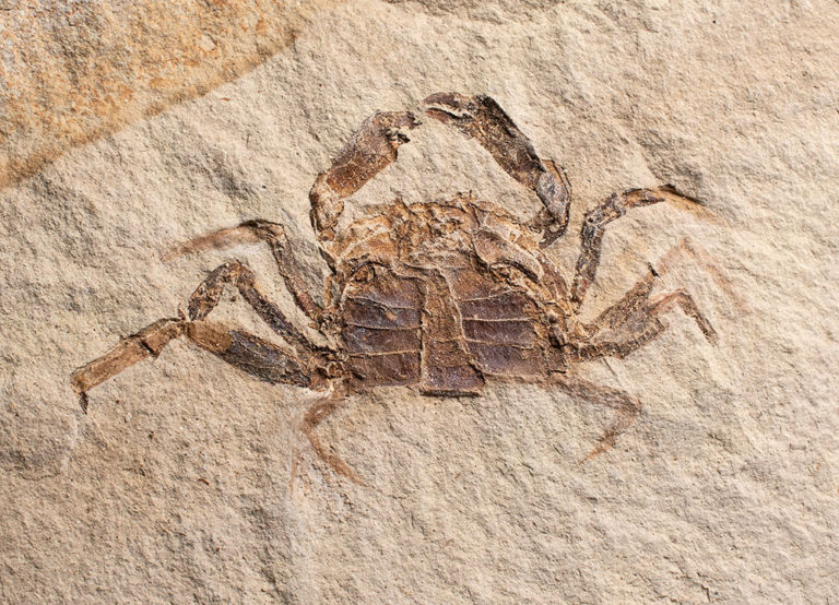 High Quality Crab from California