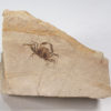 High Quality Crab from California - Image 3