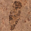 Upper Cambrian Softbodied Arthropod, The Natural Canvas