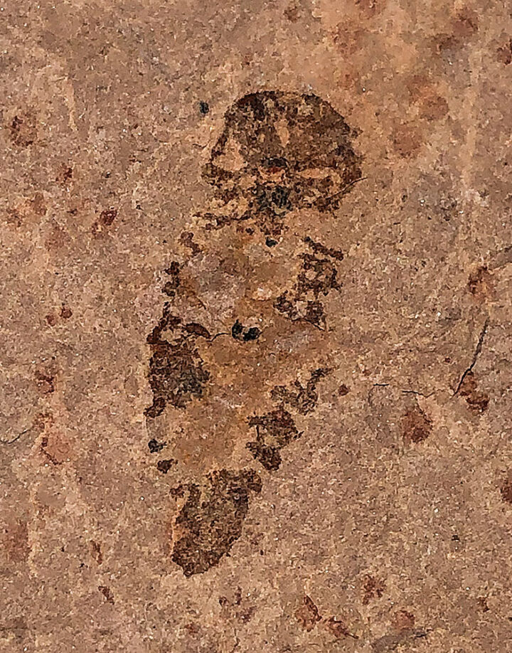 Upper Cambrian Softbodied Arthropod