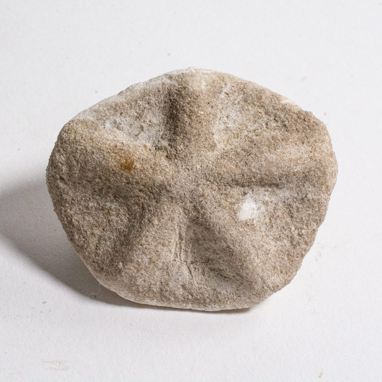 Sand Dollar from California - Astrodapsis