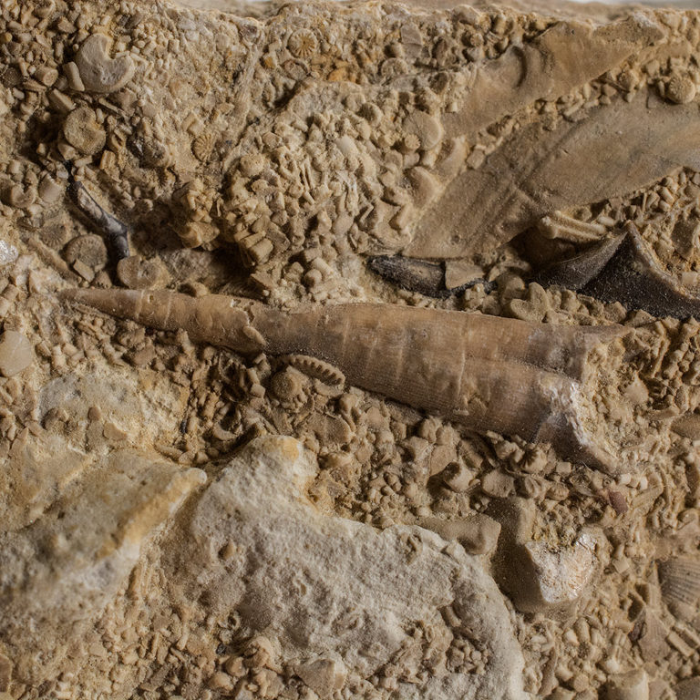 Carboniferous Nautiloid with microconch &#8211; Dolorthoceras tenuifilosum, The Natural Canvas
