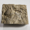Carboniferous Nautiloid with microconch - Dolorthoceras tenuifilosum - Image 2