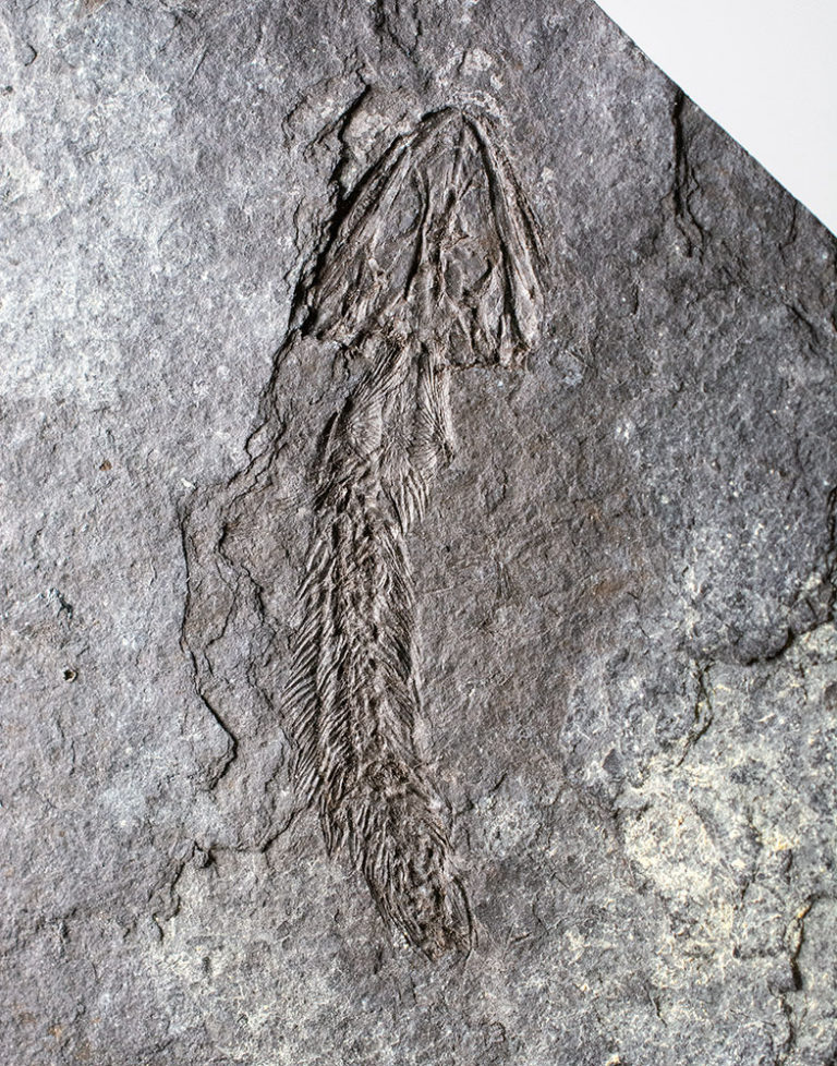 Carboniferous amphibian - Ptyonius marshi