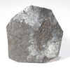 Carboniferous amphibian - Ptyonius marshi - Image 2