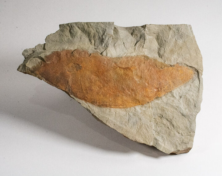 Ordovician Anomalocaridid - Aegirocassis