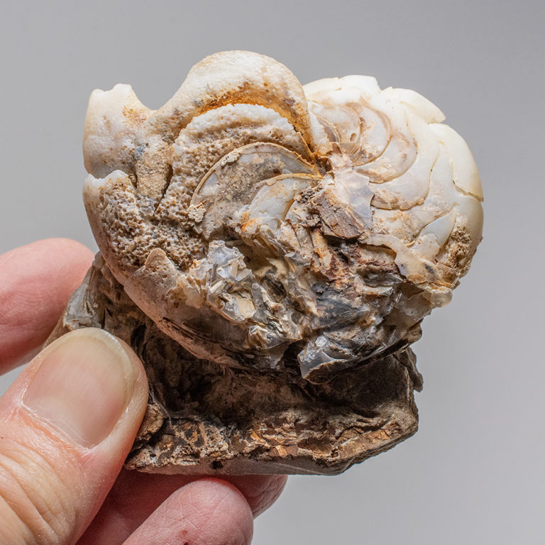 Chalcedony Nautiloid &#8211; Aturia, The Natural Canvas