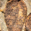 Enormous Cystoids - Phlyctocystis - Image 2