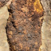 Enormous Cystoids - Phlyctocystis - Image 3