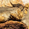 Enormous Cystoids - Phlyctocystis - Image 5