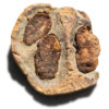 Enormous Cystoids - Phlyctocystis - Image 7